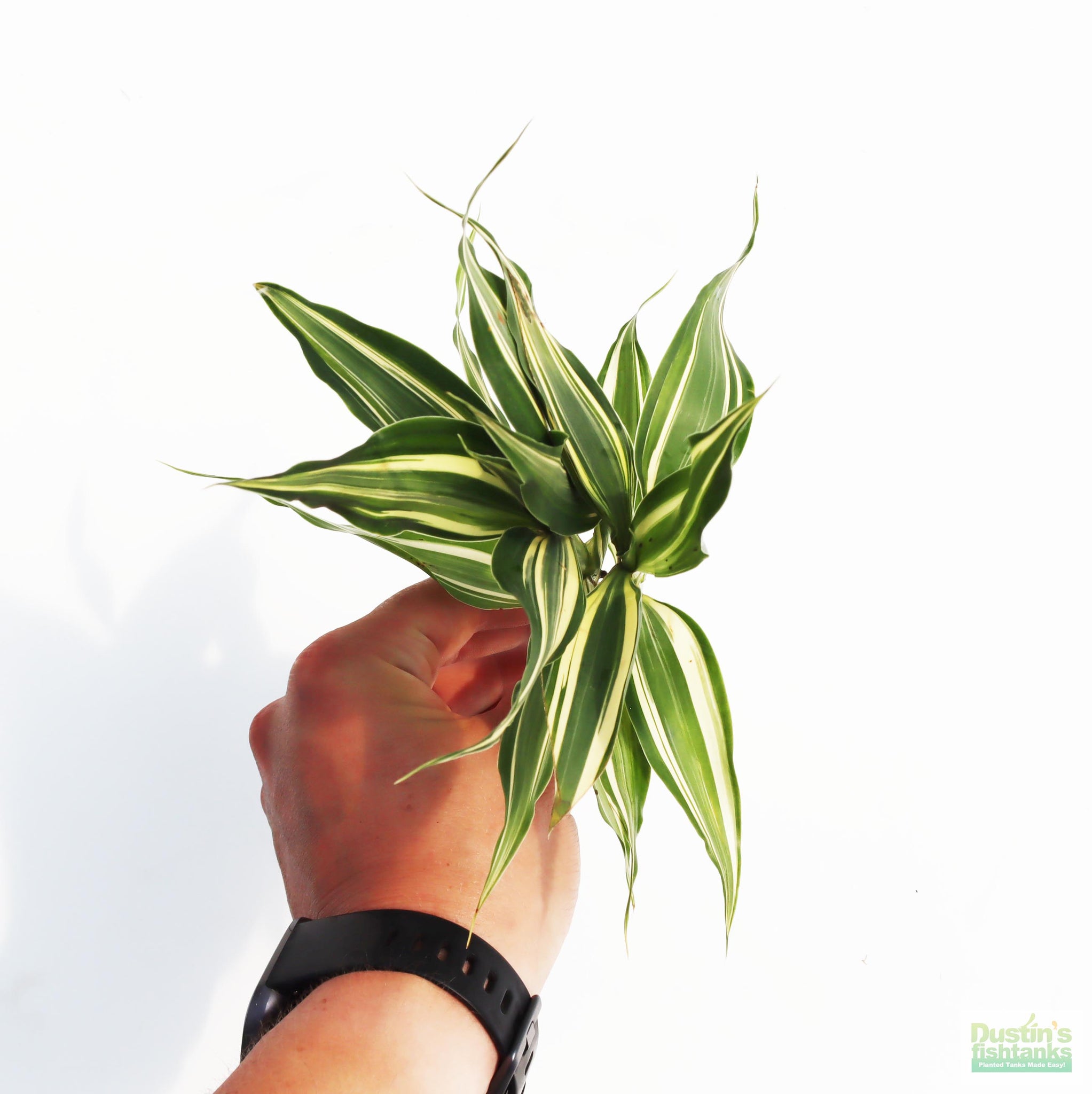 dracaena aquatic plant Dracaena Plant (fragrans) – DustinsFishtanks