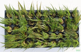 Dwarf Hair Grass_The Ultimate Carpet Plant_Carpeting Plants_foreground Plant_Aquarium Plant_Aquarium Plants_Aquarium Plants For Sale