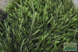 Fissidens Moss_Mosses_Aquarium Moss_Aquarium plants for sale