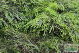 Fissidens Moss_Mosses_Aquarium Moss_Aquarium plants for sale
