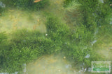 Fissidens Moss_Mosses_Aquarium Moss_Aquarium plants for sale