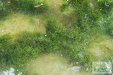 Fissidens Moss_Mosses_Aquarium Moss_Aquarium plants for sale