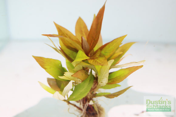 Hygrophila Corymbosa 'Compacta' (Super Easy Low Light Foreground Aquarium Plant)- BF25