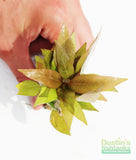 Hygrophila Corymbosa 'Compacta' (Super Easy Low Light Foreground Aquarium Plant)- BF25