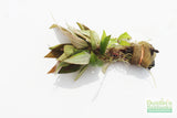 Hygrophila Corymbosa 'Compacta' (Super Easy Low Light Foreground Aquarium Plant)- BF25