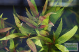 Hygrophila corymbosa 'Parawitota' AMAZING Live Aquarium Plant BF23