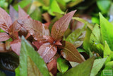 Hygrophila Corymbosa 'Compacta' (Super Easy Low Light Foreground Aquarium Plant)- BF25