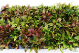 Hygrophila Corymbosa 'Compacta' (Super Easy Low Light Foreground Aquarium Plant)- BF25