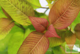 Hygrophila Corymbosa "Cherry leaf"
