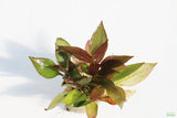Hygrophila Corymbosa 'Compacta' (Super Easy Low Light Foreground Aquarium Plant)- BF25