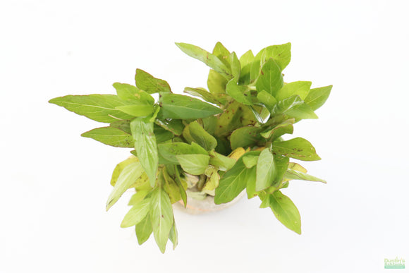 Hygrophila corymbosa 'Parawitota' AMAZING Live Aquarium Plant BF23