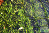 Hygrophila corymbosa 'Parawitota' AMAZING Live Aquarium Plant BF23