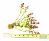 Bacopa Caroliniana 'Yellow Flame' BF25