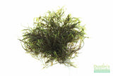 Fissidens Moss_Mosses_Aquarium Moss_Aquarium plants for sale