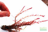 Strong Roots on Rotala Rotala Rotundifolia Red_Aquarium Plant For sale