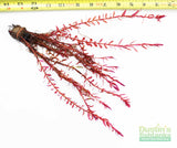 Fully underwater grown Rotala Rotundifolia RED