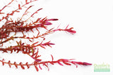 Rotala Rotundifolia RED for sale