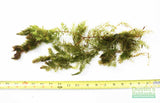 Hornwort (The ultimate cover for Fish Fry)