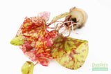 Tri Color Lotus_Aquarium Plant For Sale