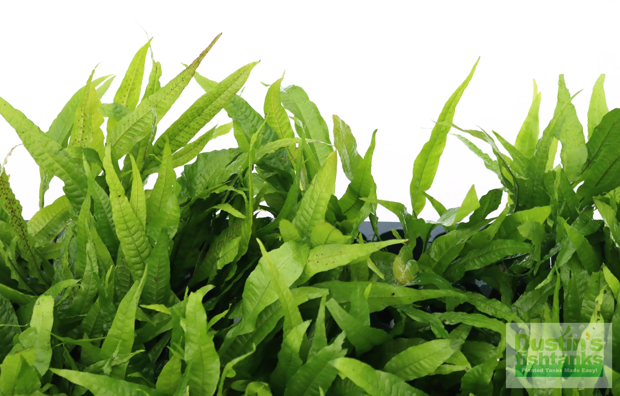 Java Fern. (Regular) 6 Inches – DustinsFishtanks
