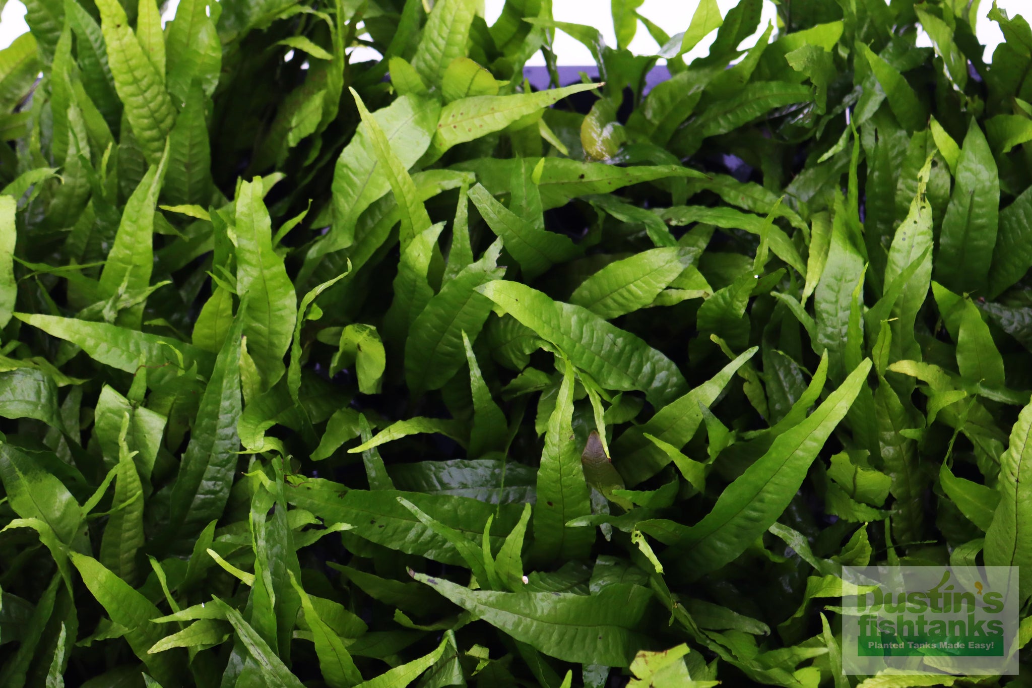 Java Fern. (Regular) 6 Inches – DustinsFishtanks