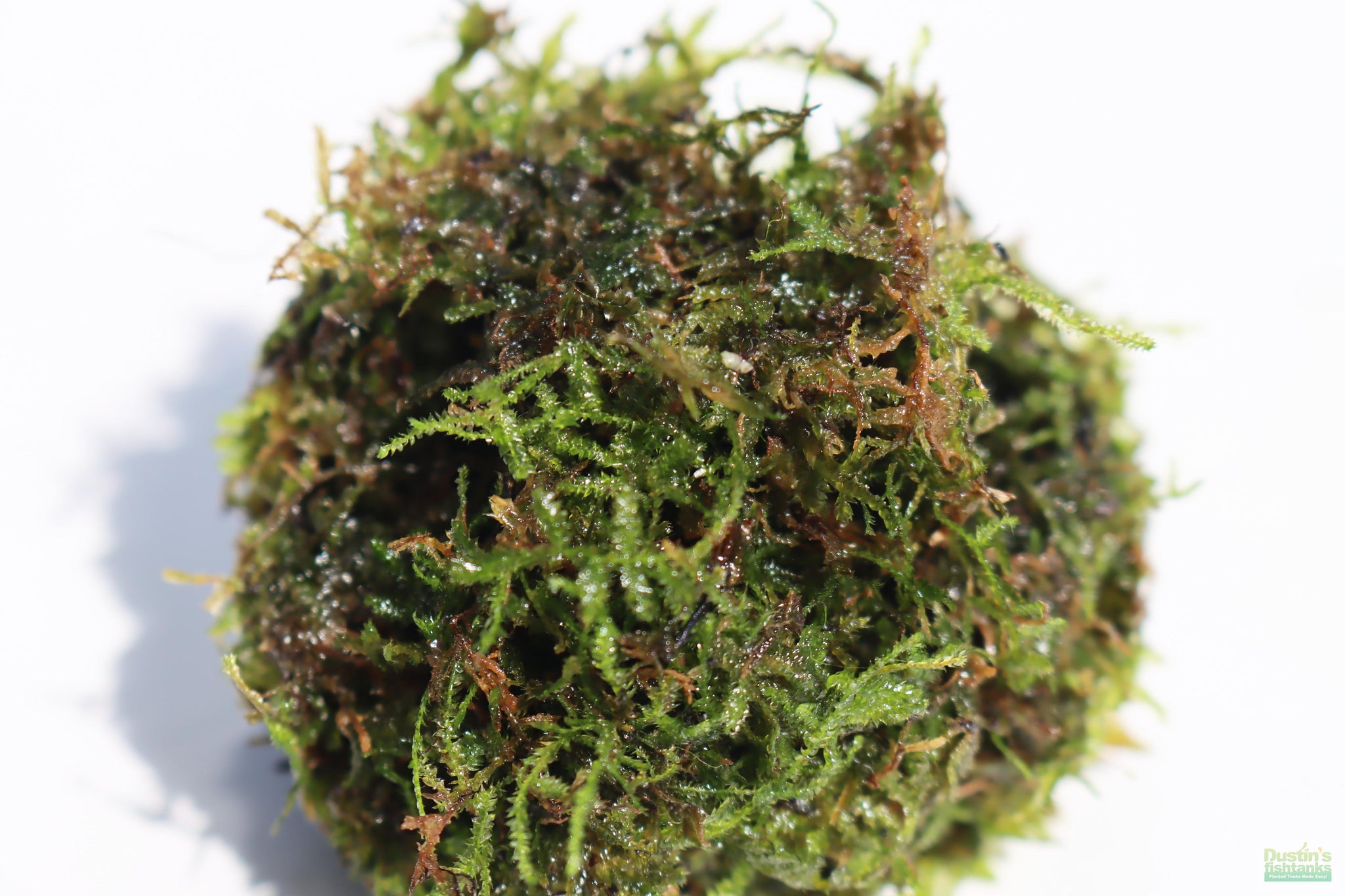 JAVA MOSS -SUPER EASY Low Light Aquarium Plant – DustinsFishtanks