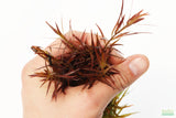 LUDWIGIA ARCUATA (Thin NEEDLE Leaf AMAZING Plant)