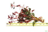 Ludwigia Glandulosa The ultimate mix of ease and color_aquarium plant for sale_aquarium plants