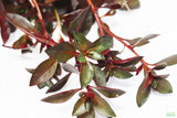 Ludwigia Glandulosa The ultimate mix of ease and color_aquarium plant for sale_aquarium plants