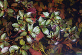 Ludwigia Glandulosa The ultimate mix of ease and color_aquarium plant for sale_aquarium plants