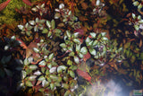 Ludwigia Glandulosa The ultimate mix of ease and color_aquarium plant for sale_aquarium plants