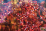 Ludwigia "Triple Red" Easy RED aquarium plant