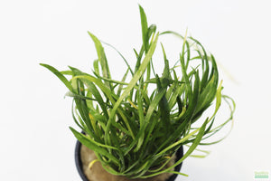 Micro Sword_Lilaeopsis Brasiliensis_Foreground sword aquarium plant_Aquarium plants_aquarium plant for sale