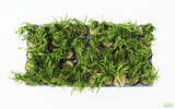 Micro Sword_Lilaeopsis Brasiliensis_Foreground sword aquarium plant_Aquarium plants_aquarium plant for sale
