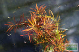 LUDWIGIA ARCUATA (Thin NEEDLE Leaf AMAZING Plant)