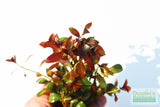 Ludwigia Glandulosa The ultimate mix of ease and color_aquarium plant for sale_aquarium plants