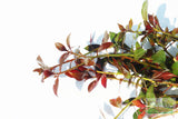 Ludwigia Glandulosa The ultimate mix of ease and color_aquarium plant for sale_aquarium plants