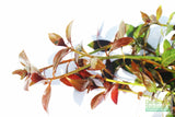 Ludwigia Glandulosa The ultimate mix of ease and color_aquarium plant for sale_aquarium plants