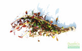 Ludwigia Glandulosa The ultimate mix of ease and color_aquarium plant for sale_aquarium plants