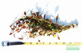 Ludwigia Glandulosa The ultimate mix of ease and color_aquarium plant for sale_aquarium plants