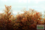 Ludwigia Inclinata (Wow Red) BF23