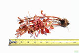 Ludwigia Inclinata (Wow Red)