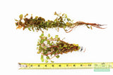 LUDWIGIA OVALIS