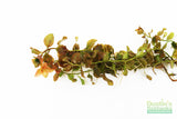 Ludwigia Ovalis_Aquarium Plant for sale