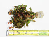 LUDWIGIA OVALIS