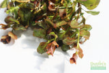 LUDWIGIA OVALIS