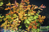 Ludwigia Ovalis_Aquarium Plant for sale