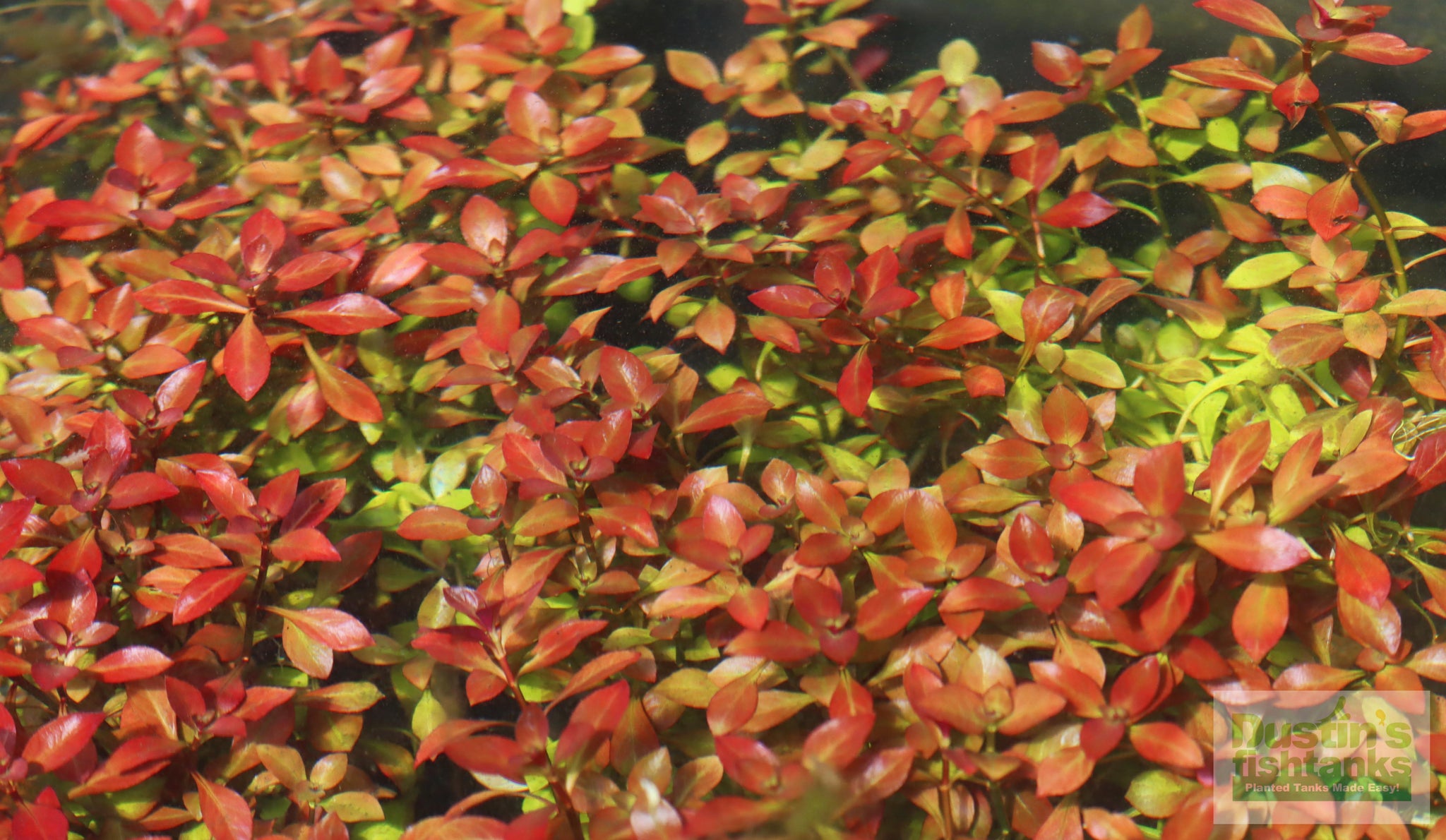 Ludwigia Repens Absolutely Stunning Aquarium Plant DustinsFishtanks ludwigia-repens-absolutely-stunning-aquarium-plant-dustinsfishtanks