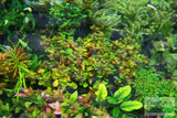 Ludwigia Repens (Absolutely Stunning Aquarium Plant)