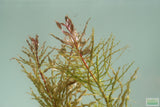 Ludwigia Tornado_Aquarium Plant For Sale